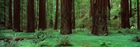 Redwoods, Rolph Grove Fine Art Print