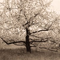 Apple Tree in Bloom Fine Art Print