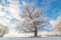 Cold Oak Fine Art Print