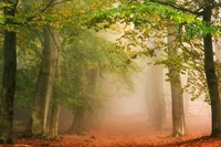 Dreambridge Fine Art Print