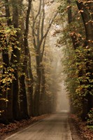 Folia Fine Art Print