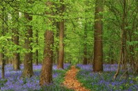 Haller Fine Art Print