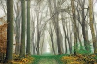 Magic Is Everywhere Fine Art Print