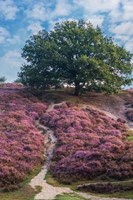 Purple Heath Fine Art Print