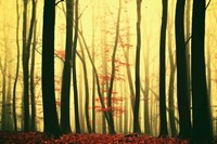 Red Leaves Fine Art Print