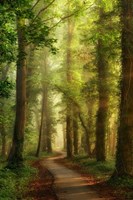 Snake Path Fine Art Print