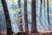 Spellbound Fine Art Print