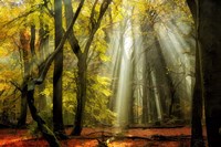Yellow Leaves Rays Fine Art Print