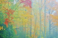 Autumn's Palette Fine Art Print