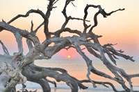 Sunrise Sentinel Fine Art Print