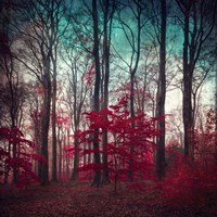 A Maze Fine Art Print