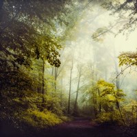 Glorious Woods Fine Art Print