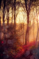 Seasons Light Fine Art Print
