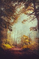 Silent Forest Fine Art Print