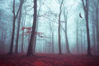 Solstice in Fog Fine Art Print