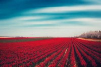 Tulips Fine Art Print