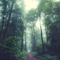 Waldweg Fine Art Print