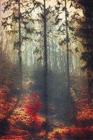 Weight of Light Fine Art Print