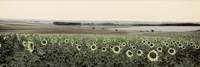Andalusian Sun Flowers Fine Art Print