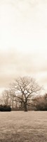 Chestnut Tree Fine Art Print