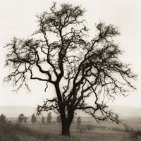 Country Oak Tree Fine Art Print