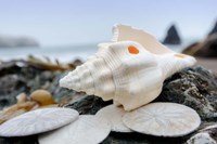Crescent Beach Shells 11 Fine Art Print