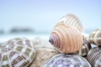 Crescent Beach Shells 15 Fine Art Print