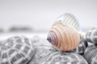 Crescent Beach Shells 15 Fine Art Print