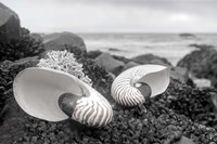 Crescent Beach Shells 2 Fine Art Print