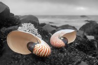 Crescent Beach Shells 2 Fine Art Print