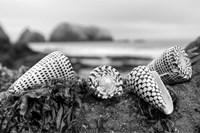 Crescent Beach Shells 3 Fine Art Print