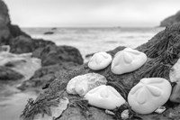 Crescent Beach Shells 4 Fine Art Print