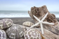 Crescent Beach Shells 5 Fine Art Print