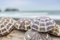 Crescent Beach Shells 8 Fine Art Print