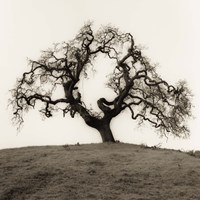 Hillside Oak Tree Fine Art Print