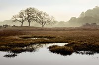 Island Oak Trees Fine Art Print