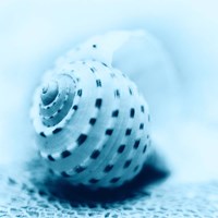 Nautica No3 Fine Art Print