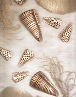 Nautical Illuminations No.4 Fine Art Print