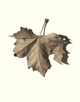 Norway Maple Fine Art Print
