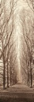 Poplar Trees Fine Art Print