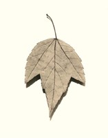 Red Maple Fine Art Print