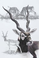 Black Buck Fine Art Print