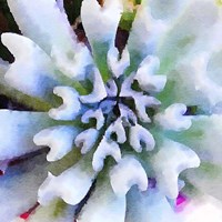 Succulente I Fine Art Print