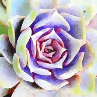 Succulente II Fine Art Print