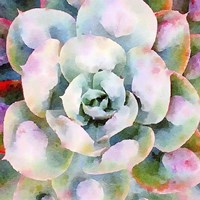 Succulente V Fine Art Print