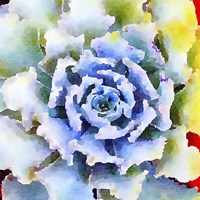 Succulente VII Fine Art Print