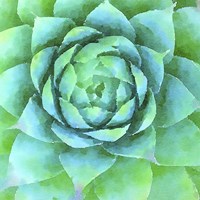 Succulente X Fine Art Print