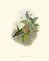 Hummingbird Delight IV Fine Art Print