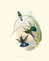 Hummingbird Delight VI Fine Art Print