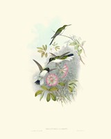 Hummingbird Delight VIII Fine Art Print